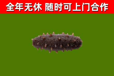 汕尾市烟酒回收干海参.jpg